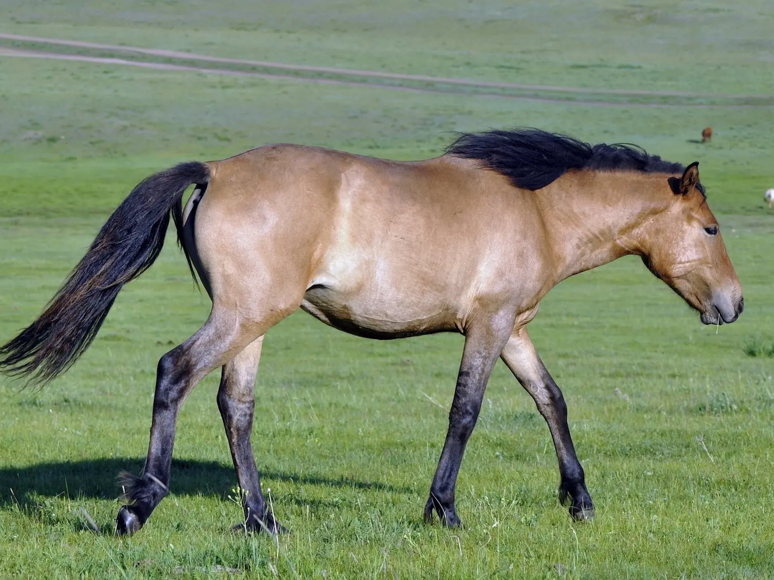 Yellow dun horse