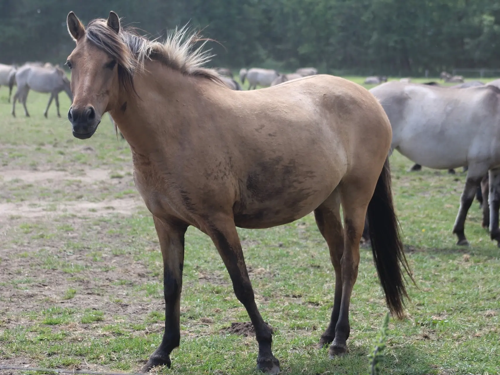 Yellow dun horse