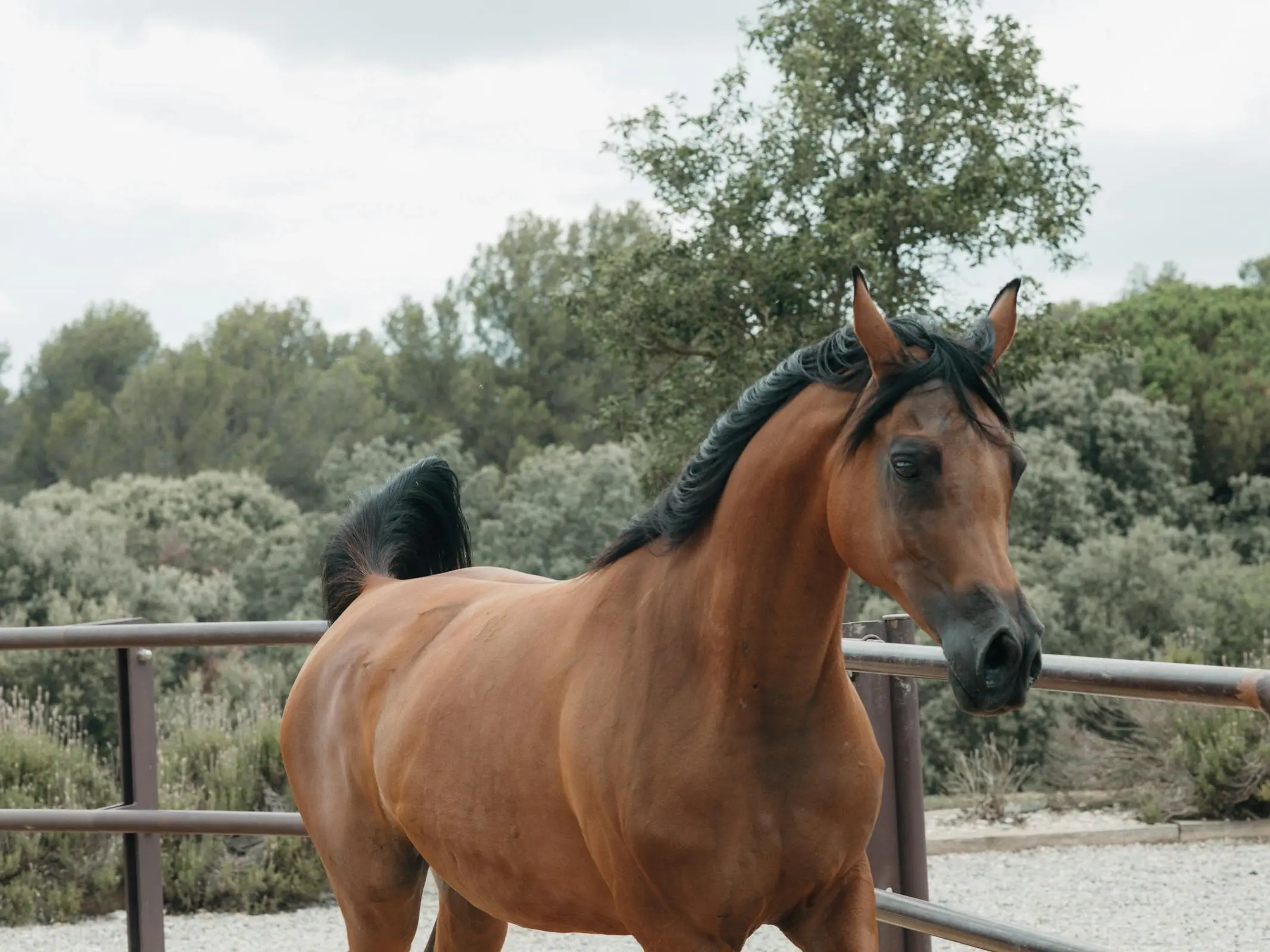 Yemeni Horse