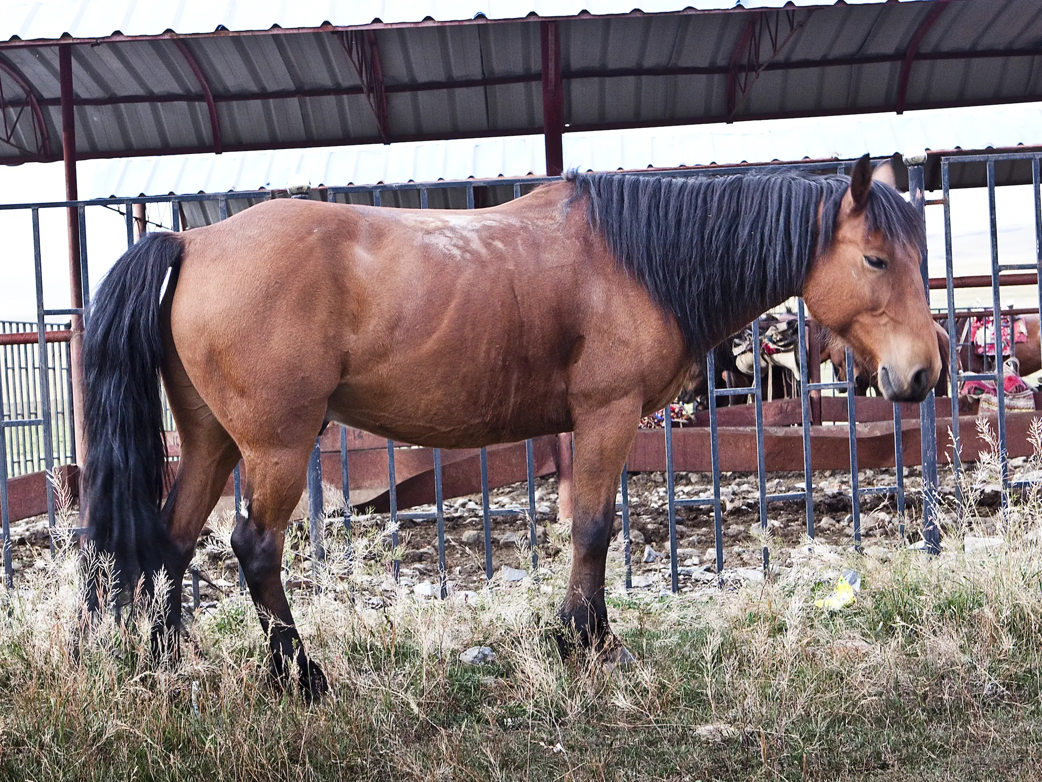 Yiwu Horse