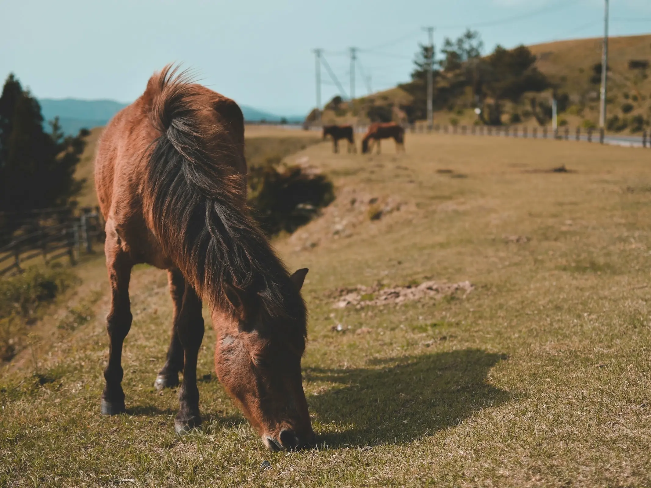 Yonaguni Horse