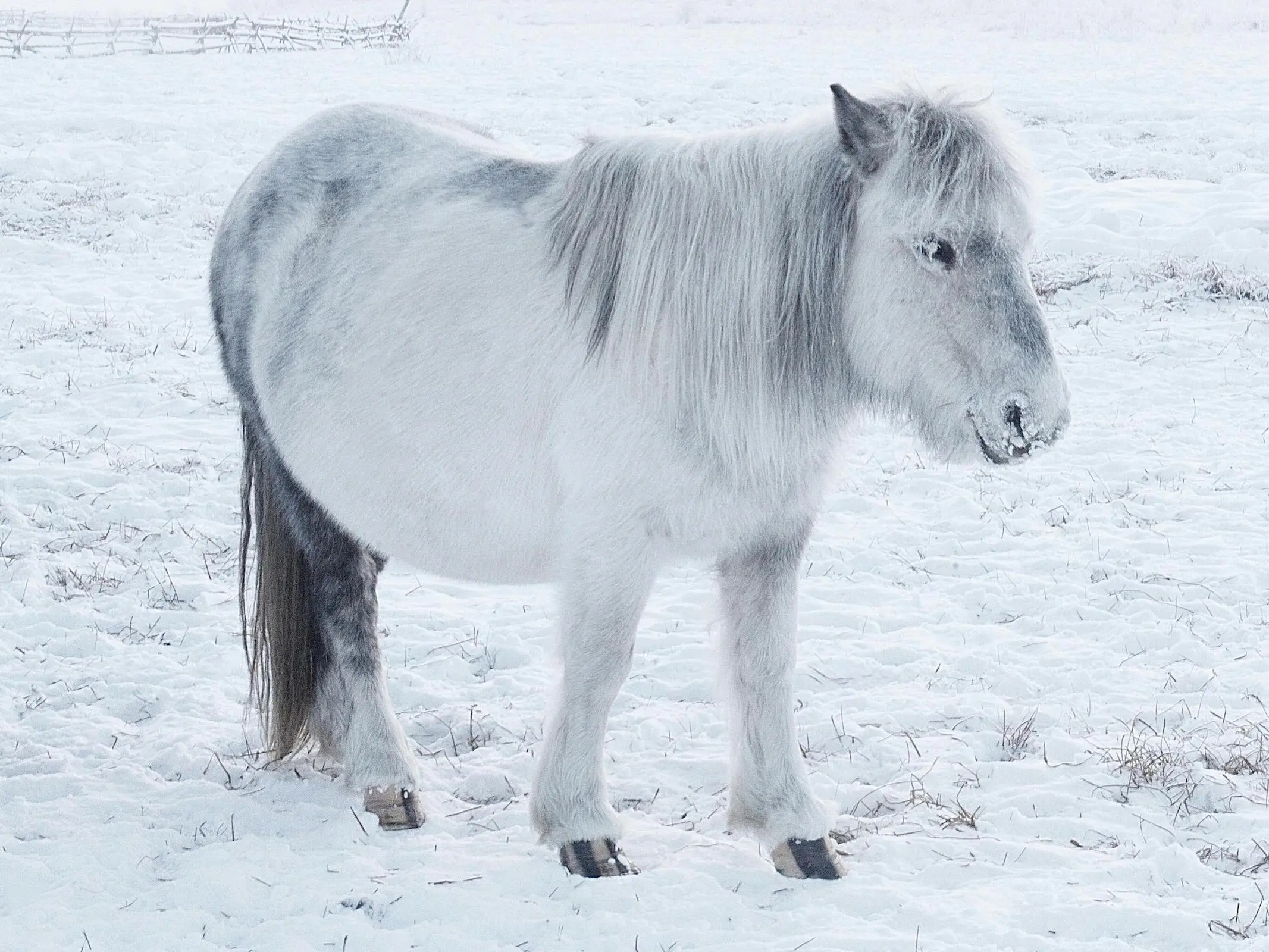 Northern type Yukat