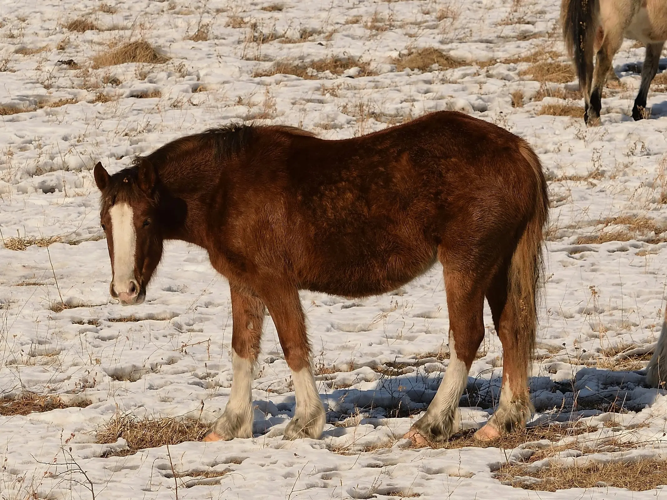 Northern type Yukat