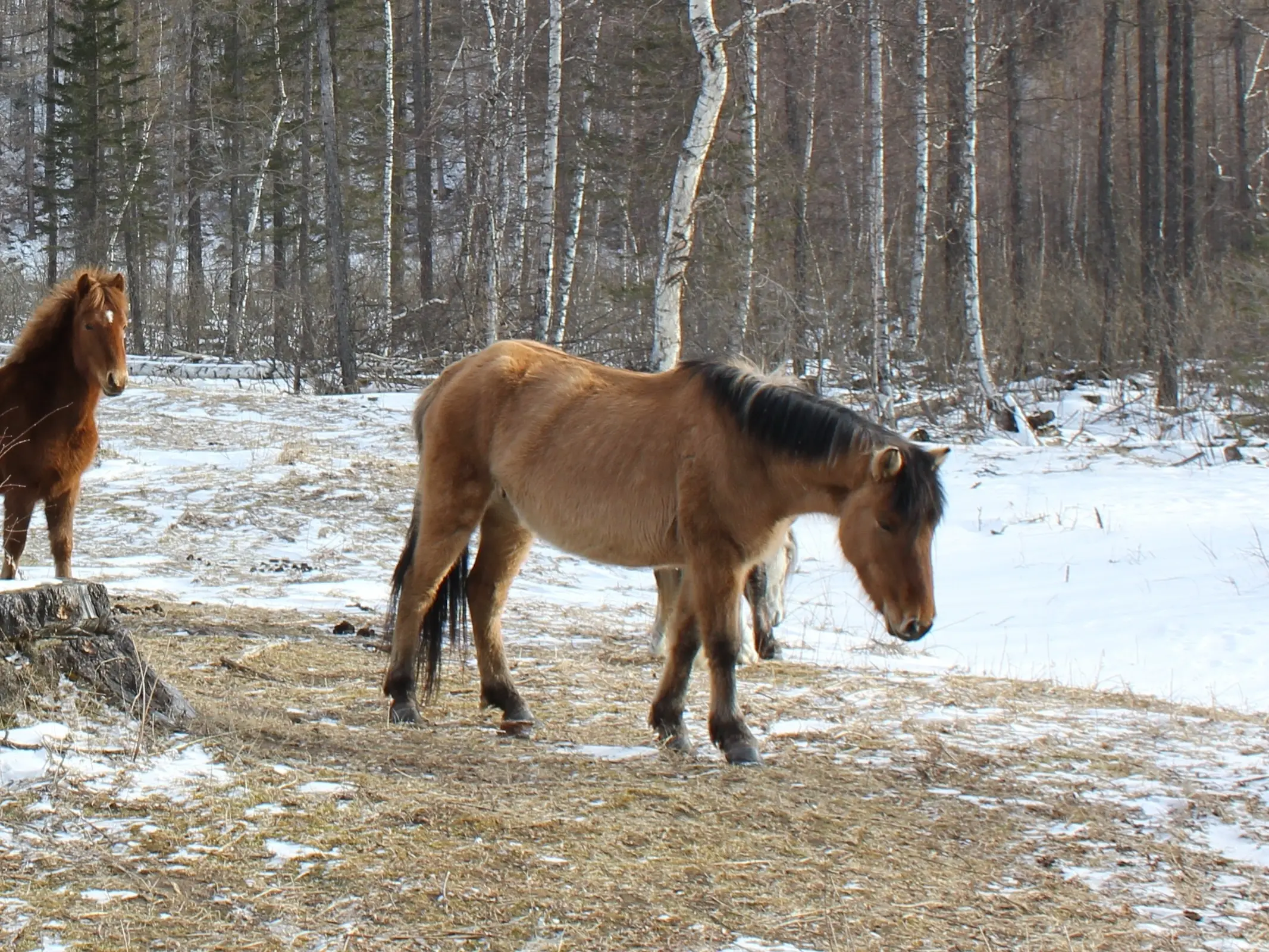 Northern type Yukat