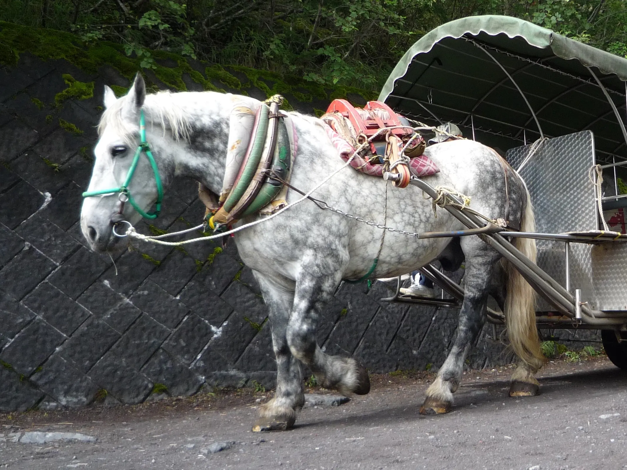 Yururi Island horse