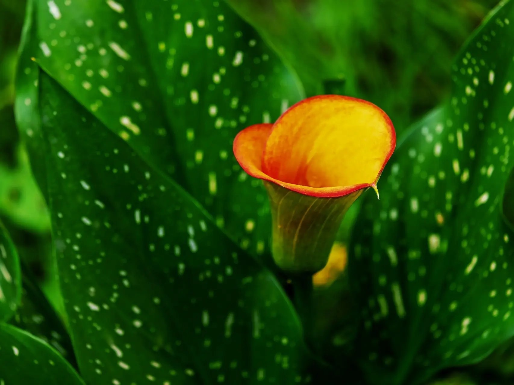 Garden Calla