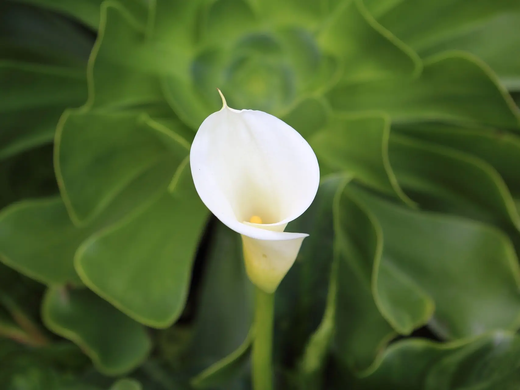 Calla Lily