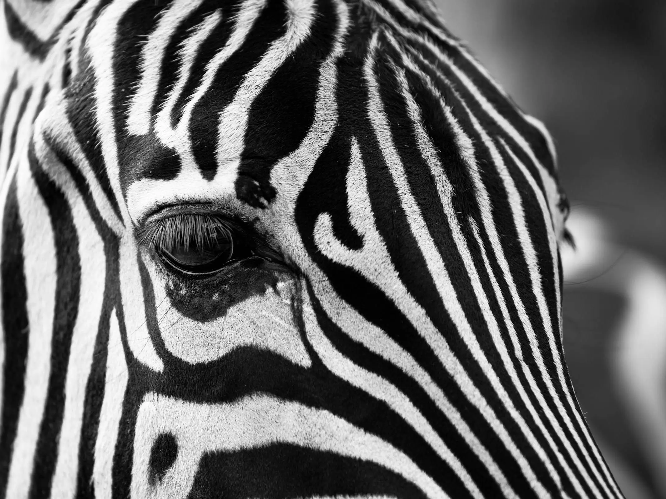 Zebra face