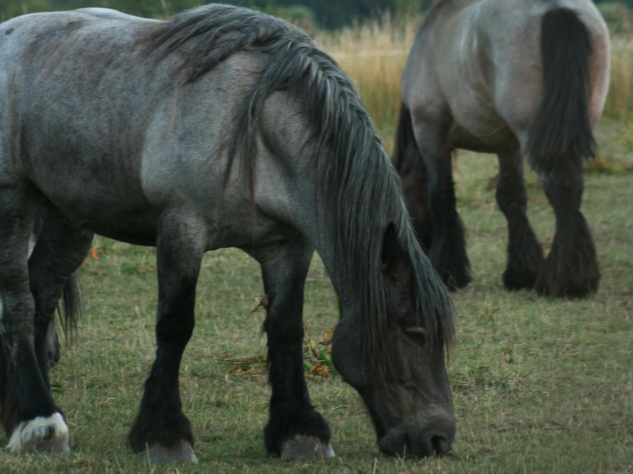 Zeeland Horse