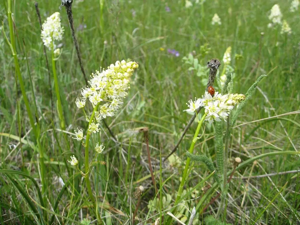 Meadow Death Camas