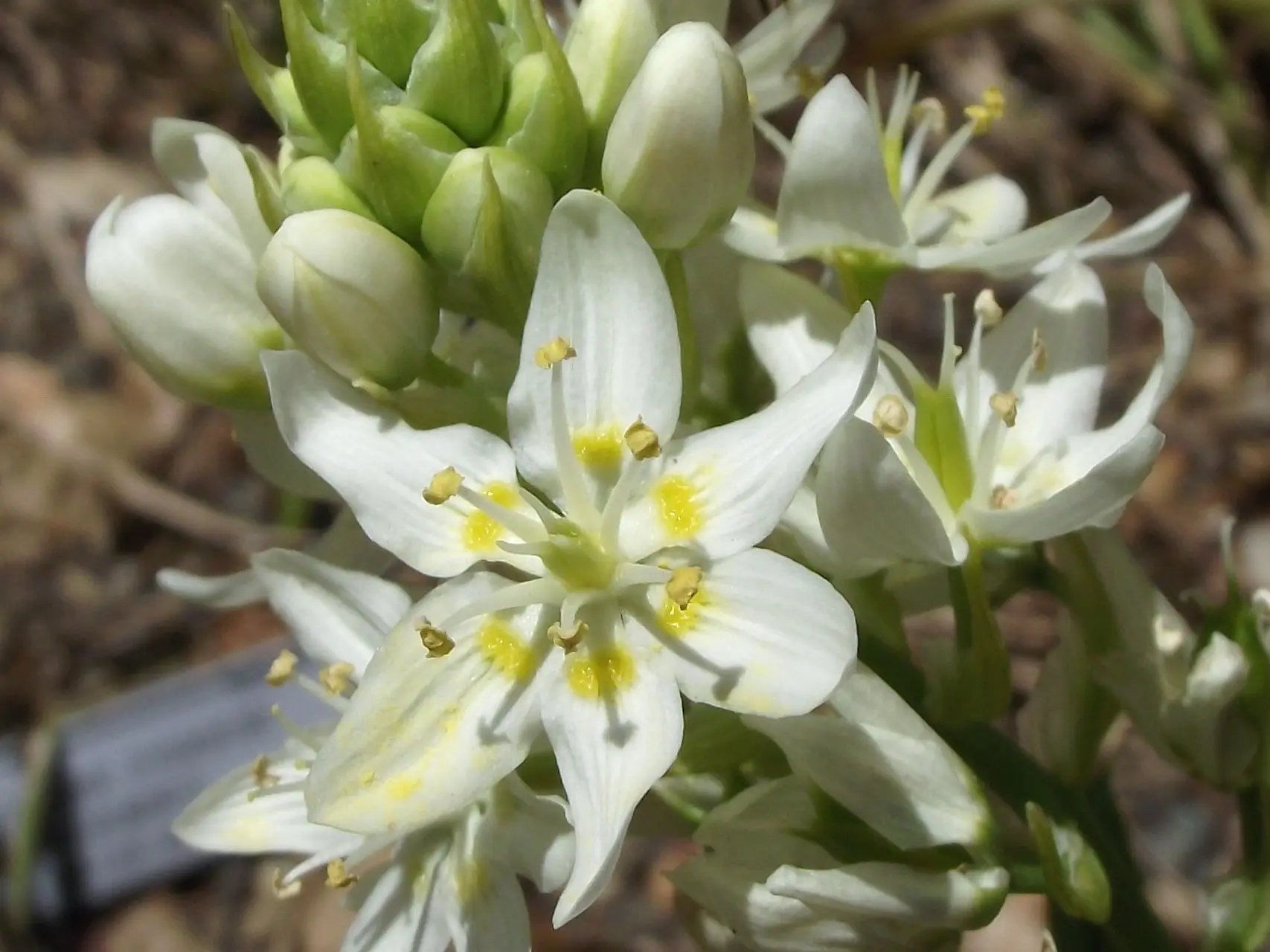 Death Camas