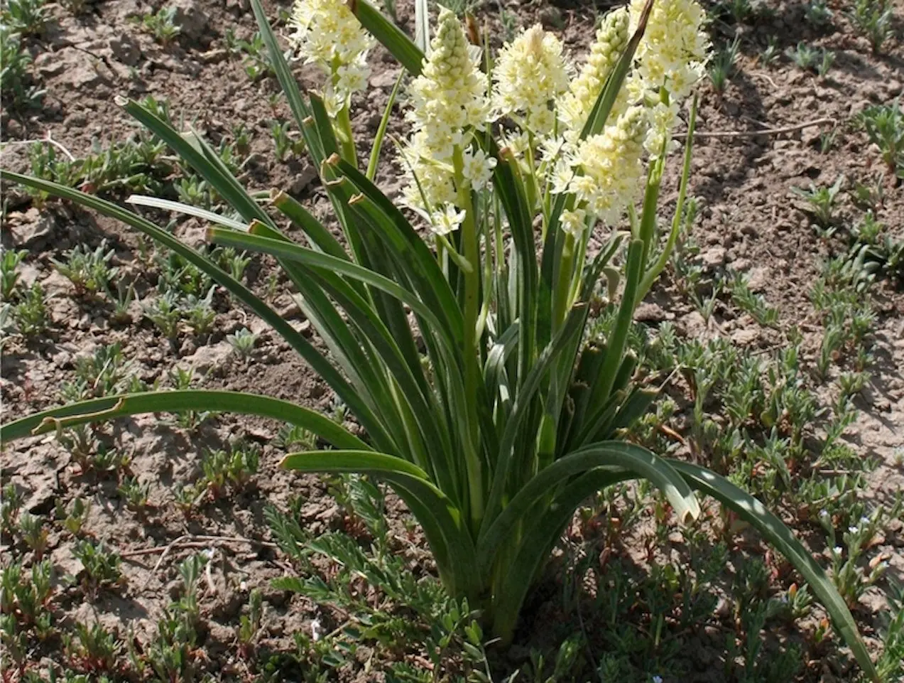 Death Camas