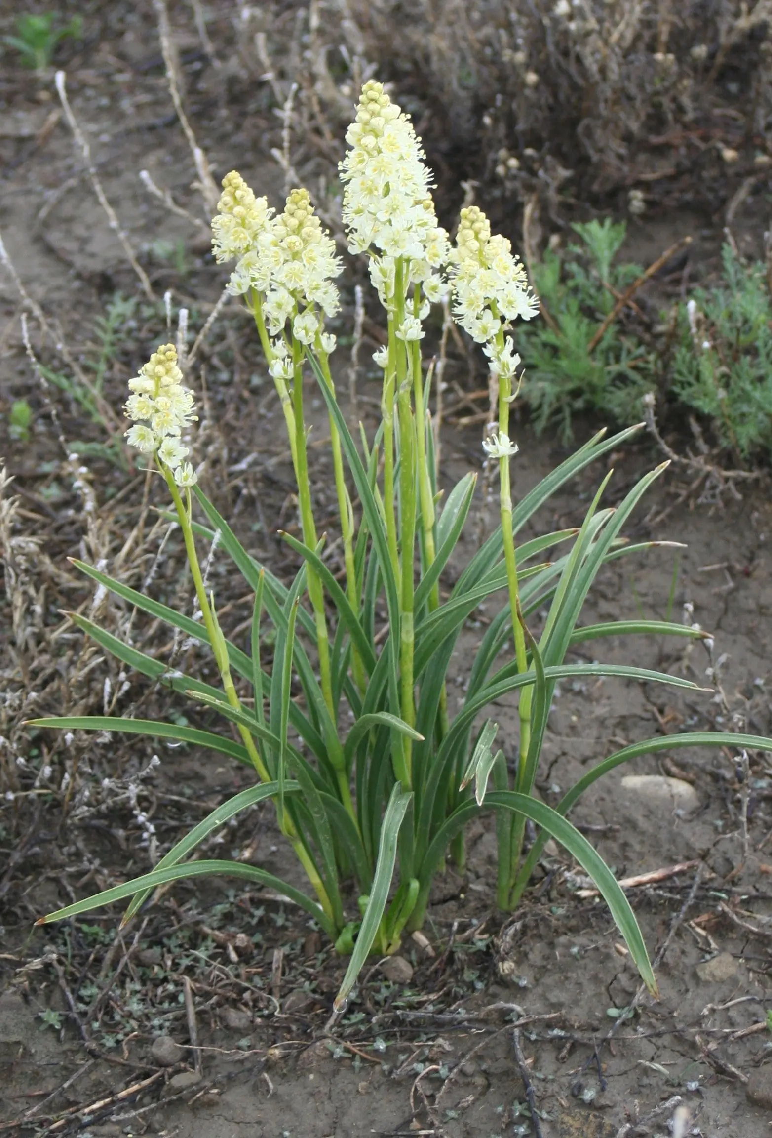 Death Camas