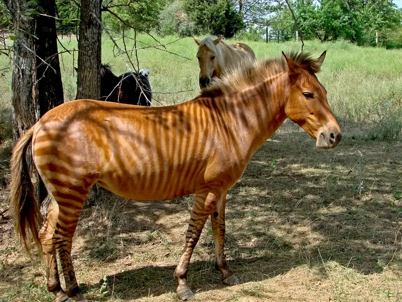 Chestnut zorse