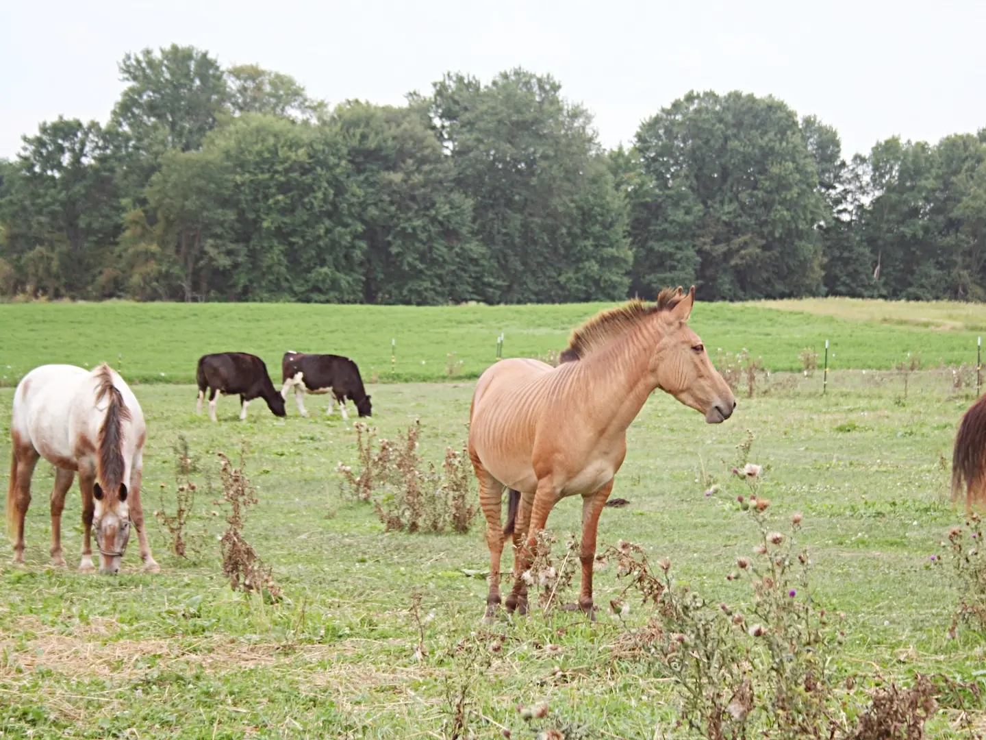 Chestnut zorse