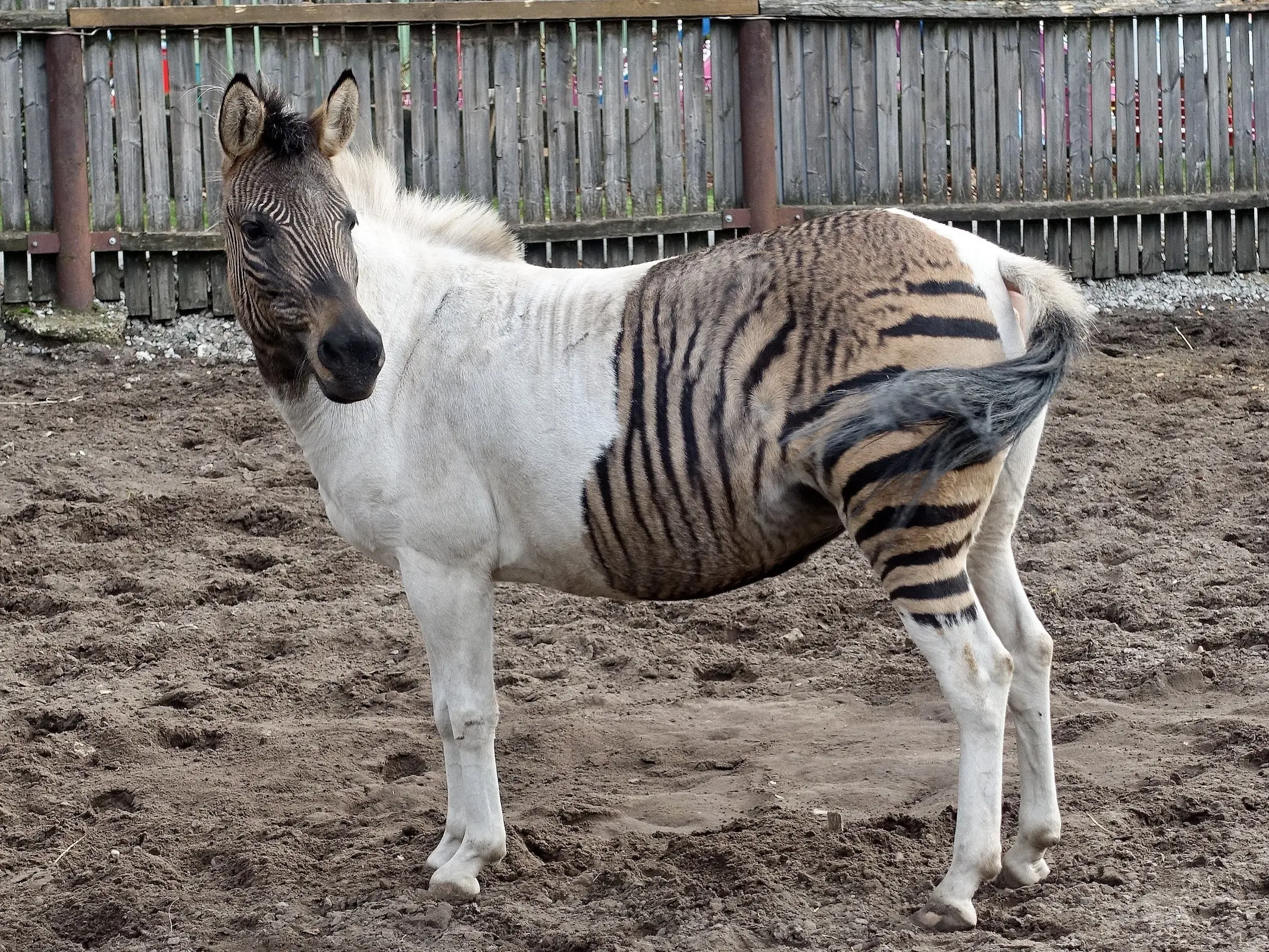 Funky zorse